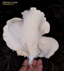 Lentinus scleropus