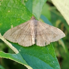 Eulepidotinae
