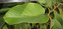 Annona senegalensis senegalensis