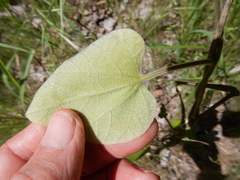 Aristolochia tomentosa