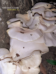 Lentinus scleropus