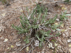 Teucrium pumilum