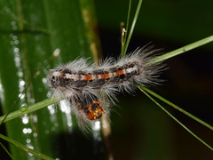 Euproctis punctifera