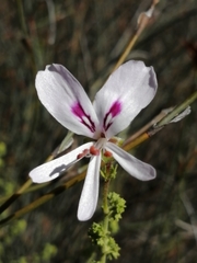 Pelargonium crispum