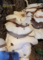 Lentinus scleropus