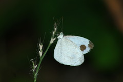 Leptosia nina