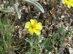 Helianthemum
