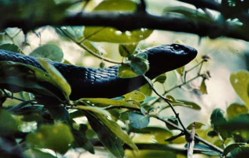 Naja annulifera