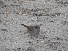 Junco hyemalis mearnsi