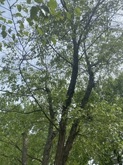 Betula nigra