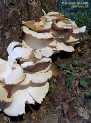Lentinus scleropus