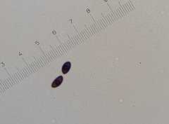 Poronia pileiformis