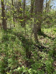 Dirca palustris