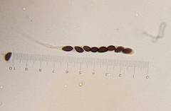 Poronia pileiformis