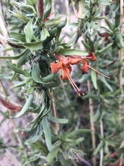 Anisacanthus