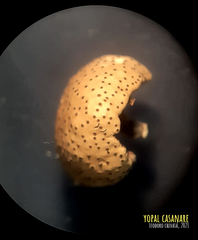 Poronia pileiformis