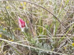 Achyranthemum affine