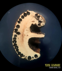 Poronia pileiformis