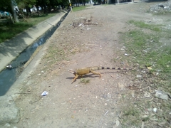 Iguana iguana