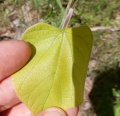 Aristolochia tomentosa