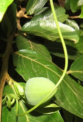 Adenia gummifera