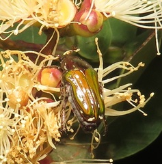 Leucocelis aeneicollis