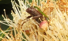 Leucocelis aeneicollis