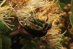 Leucocelis aeneicollis