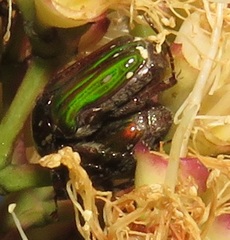 Leucocelis aeneicollis