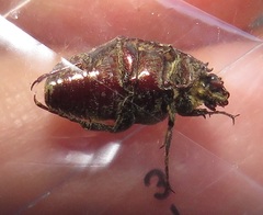 Leucocelis aeneicollis