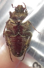 Leucocelis aeneicollis