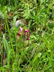 Bilamellaria