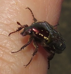 Leucocelis aeneicollis