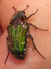 Leucocelis aeneicollis