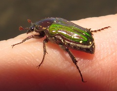 Leucocelis aeneicollis