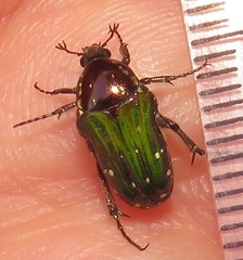 Leucocelis aeneicollis