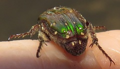 Leucocelis aeneicollis