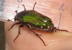 Leucocelis aeneicollis