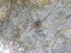 Camptocosa parallela