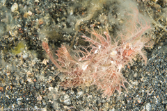 Pteroidichthys amboinensis