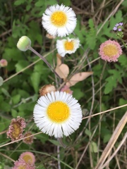Erigeron procumbens