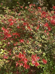Rhododendron simsii