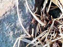 Camptocosa parallela