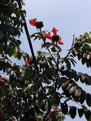 Spathodea campanulata