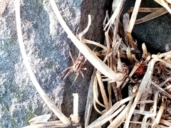 Camptocosa parallela