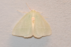 Chlorosea banksaria