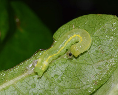 Euplexia catephiodes