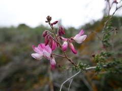 Ononis fruticosa