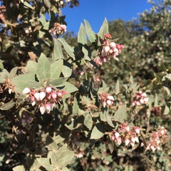 Arctostaphylos pajaroensis