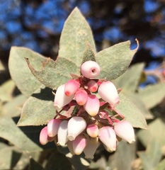 Arctostaphylos pajaroensis